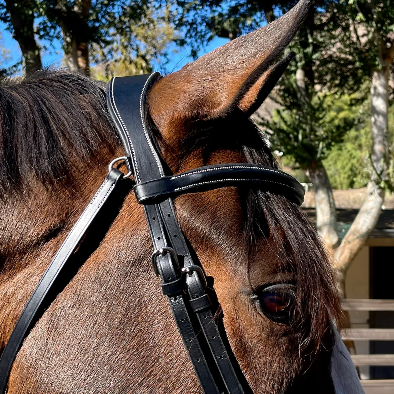 Deauville - Black Leather Anatomical Jumper Bridle