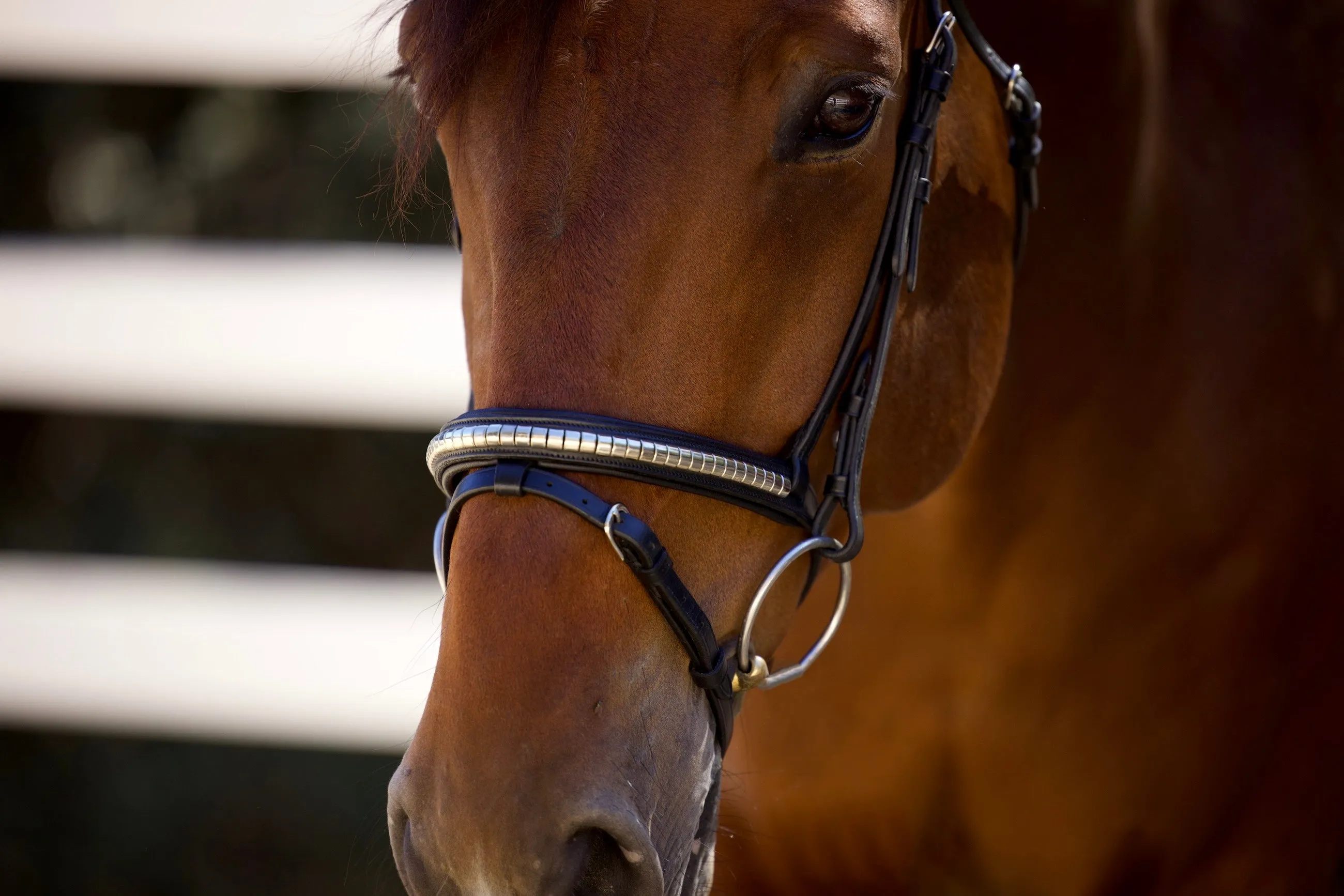 Galway Bridle - Wide Silver Clincher Jumper Bridle