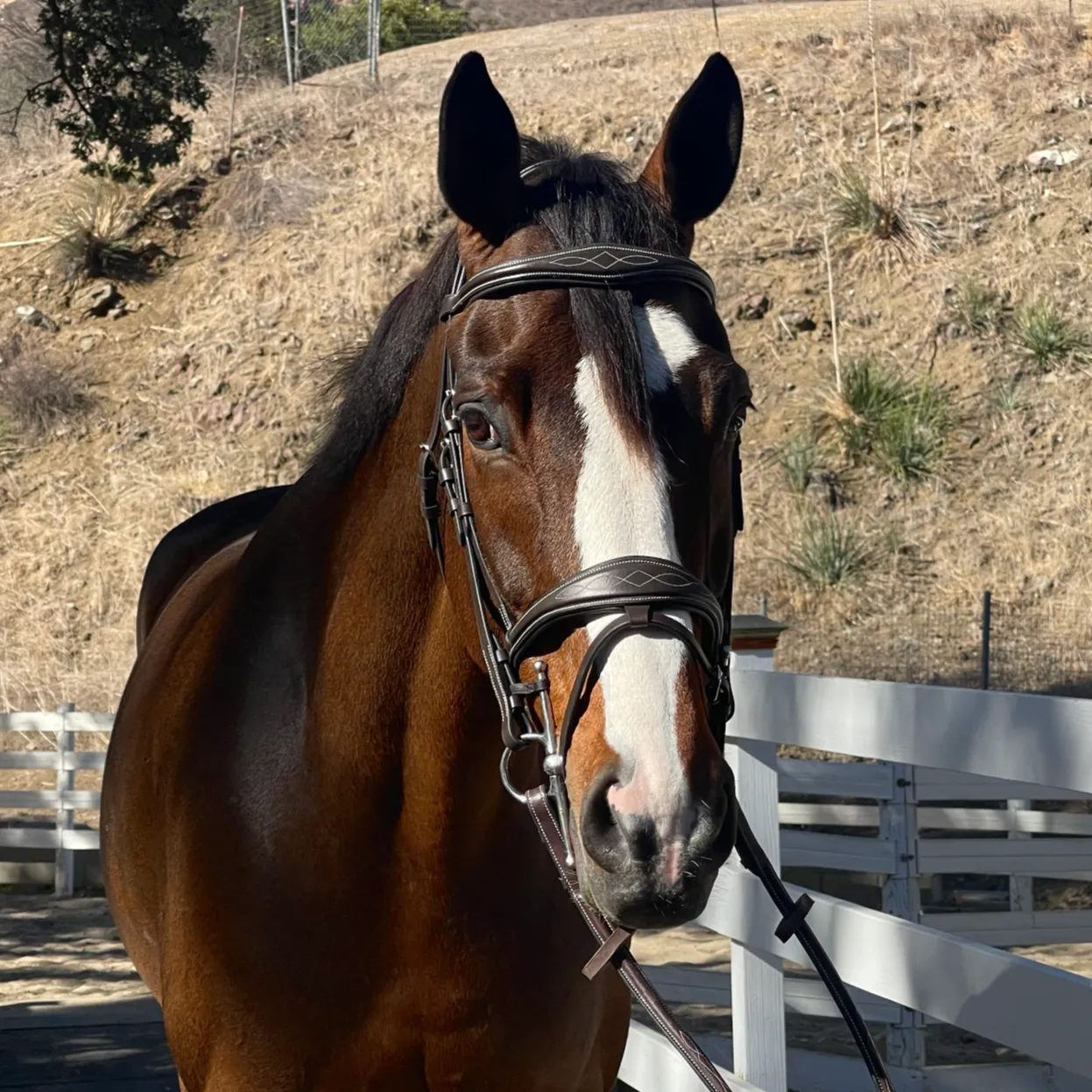 The Hamburg Jumper Bridle