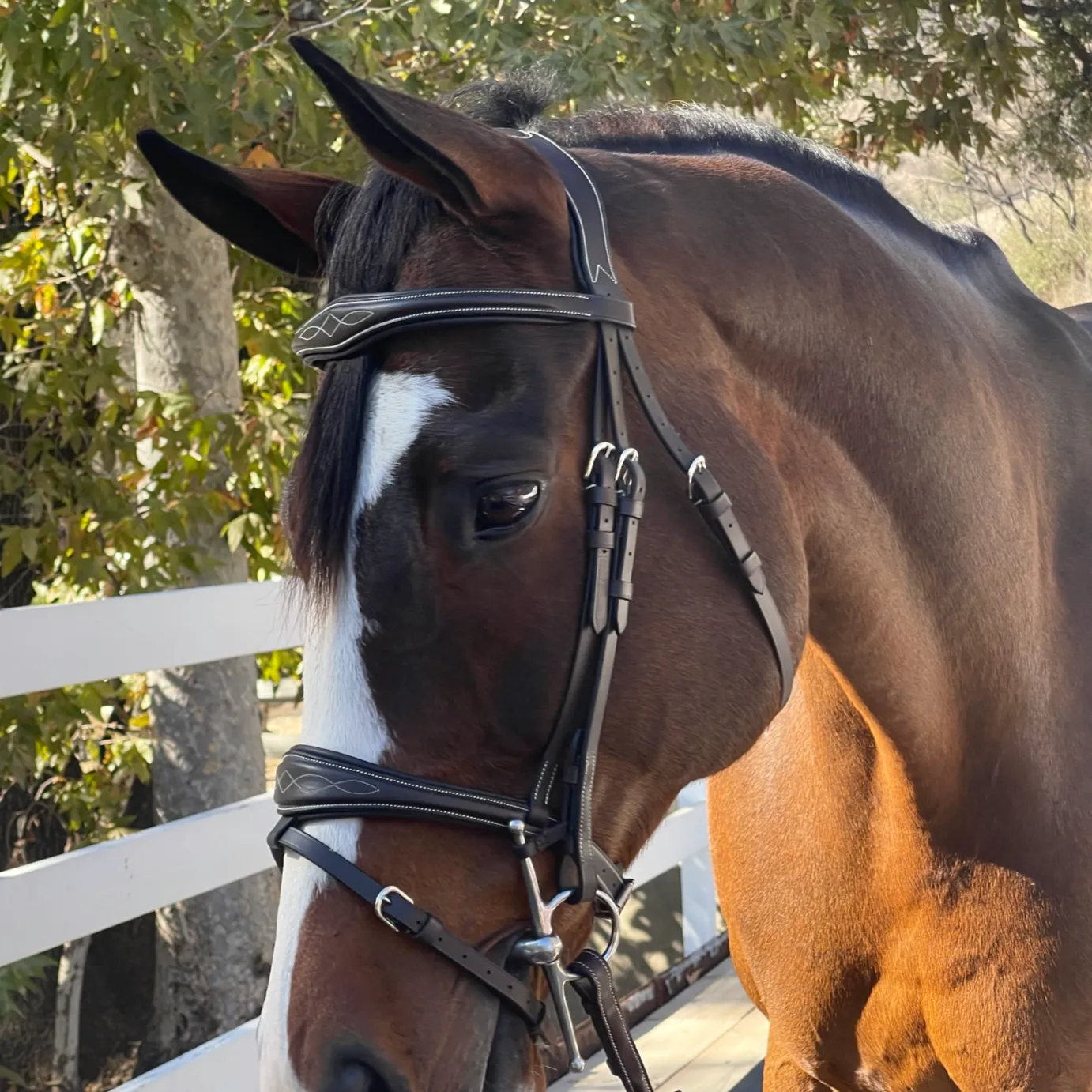 The Hamburg Jumper Bridle