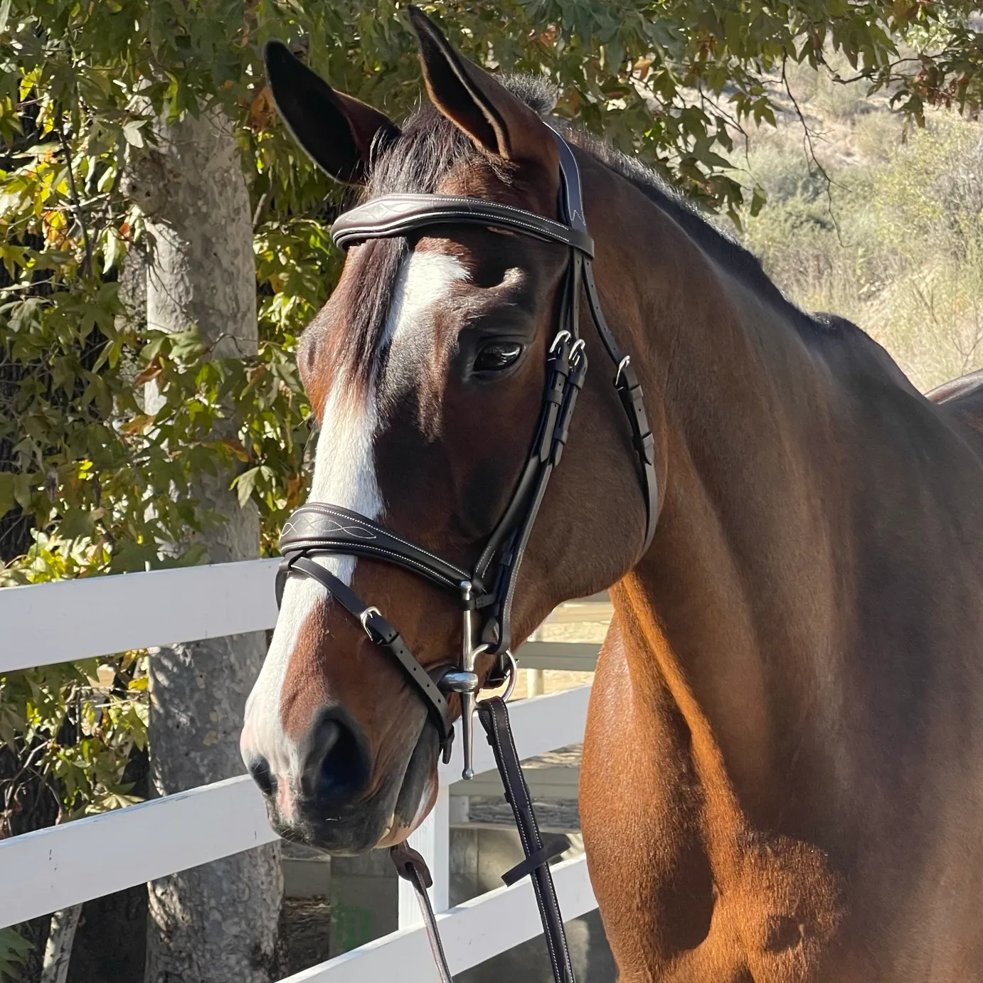 The Hamburg Jumper Bridle