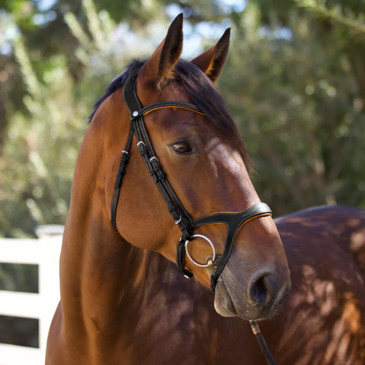 Triomphe Black Leather & Cognac Leather Snaffle Bridle