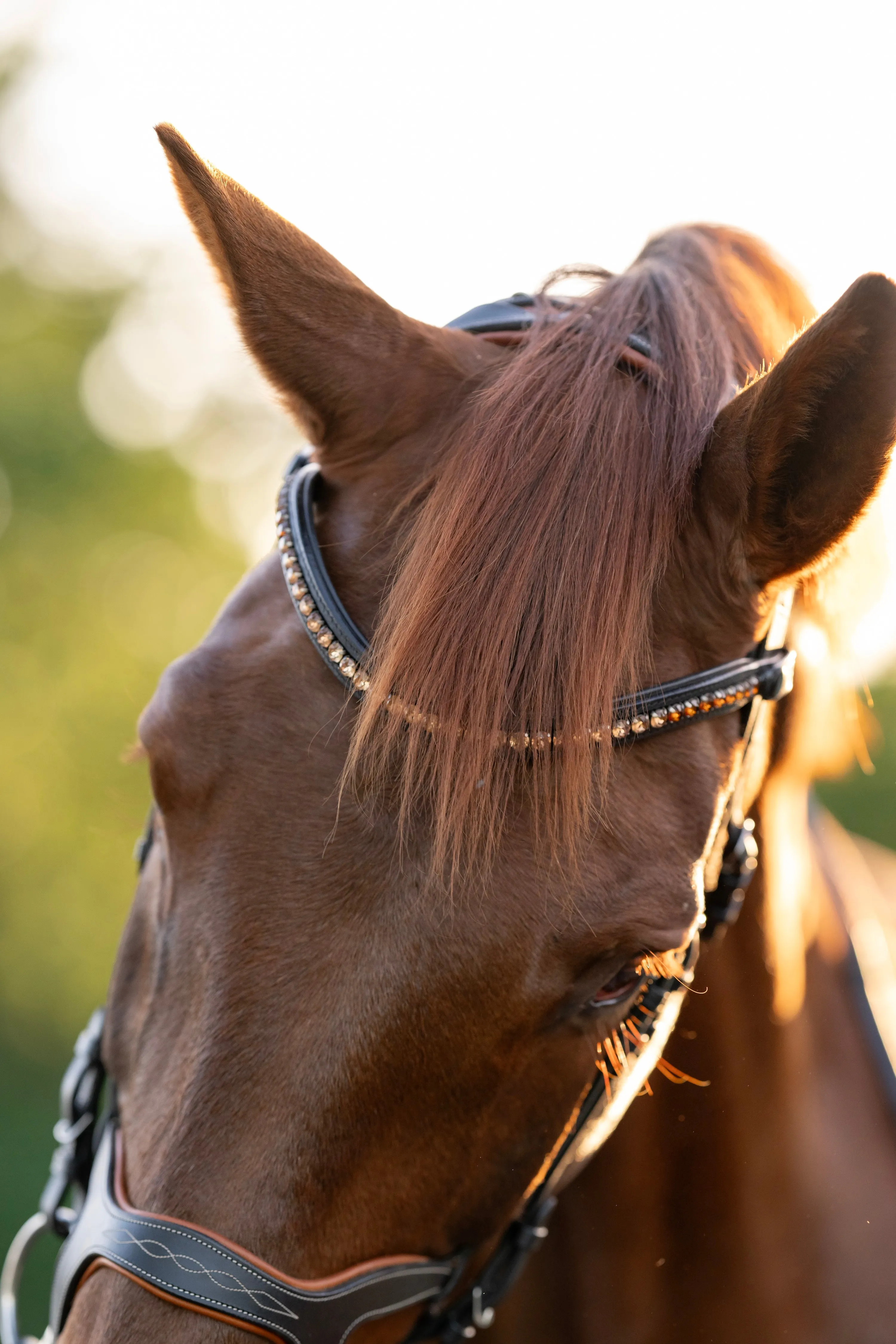 Triomphe Black Leather & Cognac Leather Snaffle Bridle